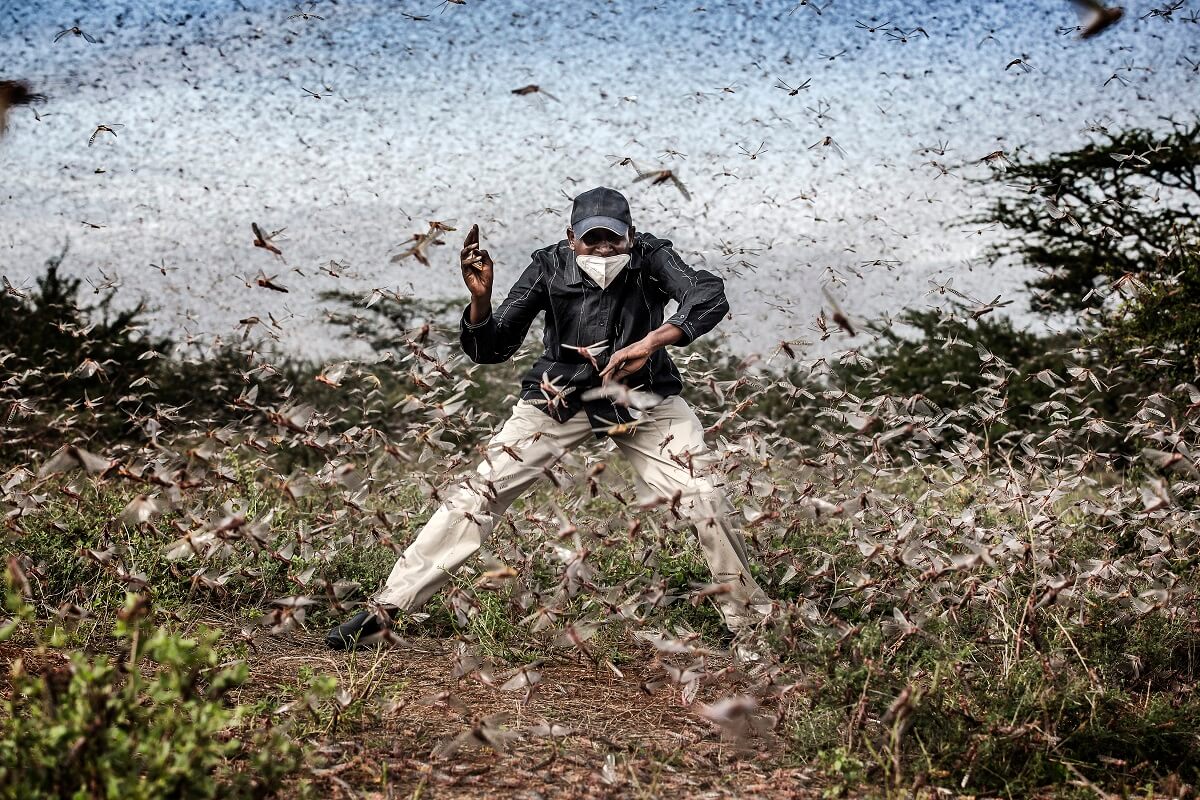 'Locust Invasion in East Africa'. Tercer premio de reportaje gráfio en la categoría de Naturaleza. © Luis Tato, Spain