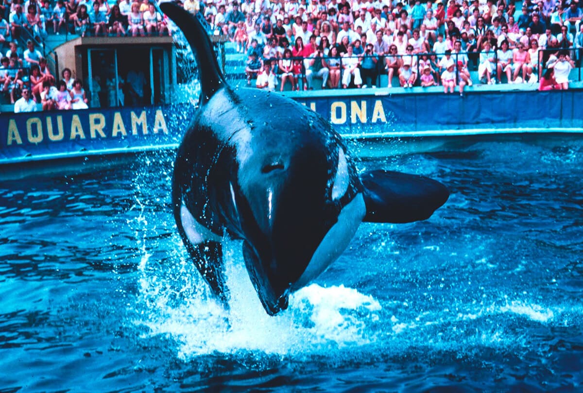 zoo de barcelona orca ulisses aquarama