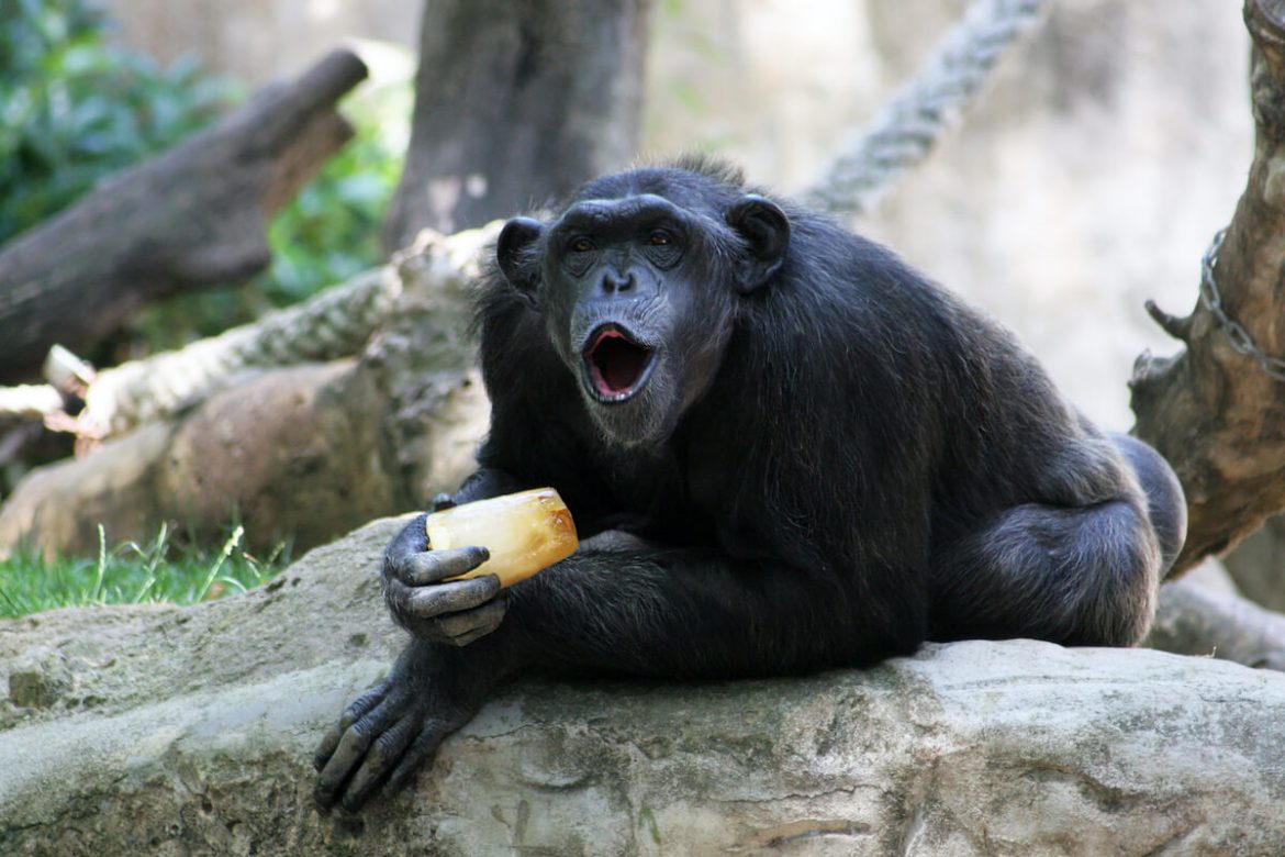 monos comiendo helado